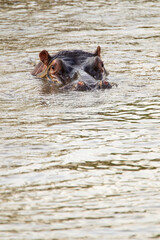 Fototapeta premium Hippos wallowing in a river in the Kruger Park, South Africa