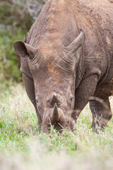 Fototapeta premium Southern White Rhino male grazing on the open savannah of South Africa 