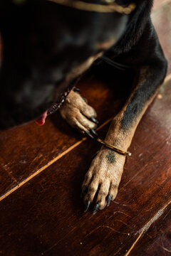 Close-up Of Dog Lying On Hardwood Floor