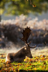 Fallow deer stag during the annual rut in London, UK	