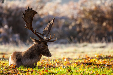 Fallow deer stag during the annual rut in London, UK	 - obrazy, fototapety, plakaty