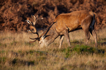 Red deer stag in the dying bracken in the annual deer rut in London, UK
