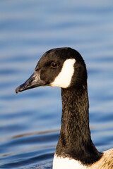 Canada Goose portrait in the Parks of London