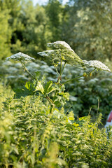 Hogweed plant in the form of an umbrella near the river in summer