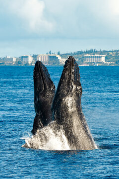 Two Humpback Whales Breaching, Hawaii