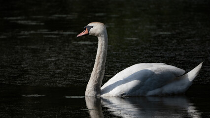 White swan on the lake