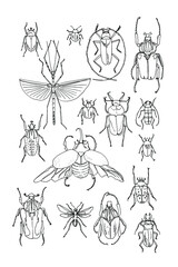 Bugs insect vector line poster. Black line on white background