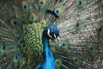Fototapeta na wymiar A portrait of a male Indian Peafowl displaying its feathers 