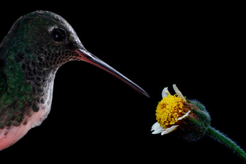 macro hummingbird © Mrio