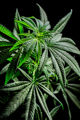 Close-up young hemp. Cannabis is a standoff between a drug and a medicine.growing organic cannabis...
