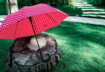 Weather forescast, waiting for rain, red umbrella on green grass with autumn leaves, sunshine, day,...