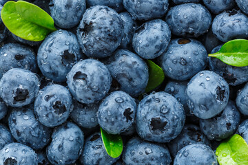 Water drops on ripe sweet blueberry. Fresh blueberries background with copy space for your text. Vegan and vegetarian concept. Macro texture of blueberry berries.Texture blueberry berries close up