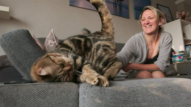 a woman combs a striped cat