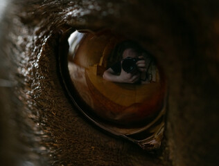Fototapeta premium Macro photography of a dog's eye with the photographer's reflection