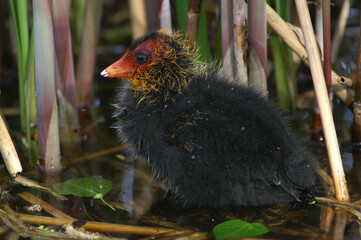 A juvenile Eurasian Coot hiding in the reed
