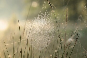 Spider web on a meadow during sunrise