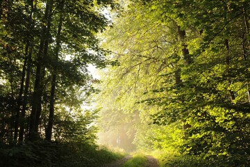 Dirt road through the forest on a foggy spring morning