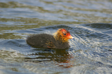 A juvenile Eurasian Coot swimming in a pond
