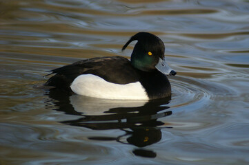 Portrait of a male Tufted Duck swimming in a pond
