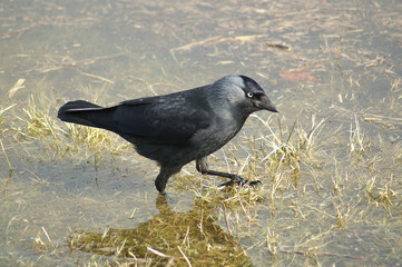 An adult Western Jackdaw walking through a flooded meadow
