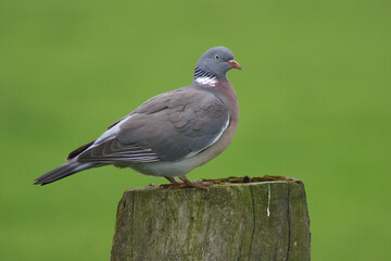 Portrait of a Common Wood Pigeon perched on a pole
