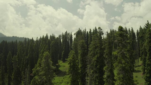 Aerial view of forest near Arow, with expanse of pine trees, Arow, Pahalgam, Jamu and Kashmir, India.