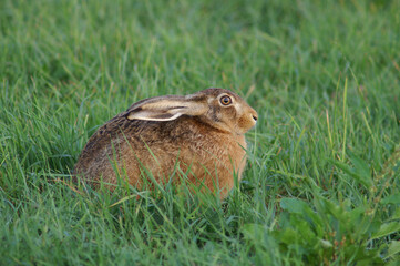 A portrait of an European Hare in a fresh green meadow
