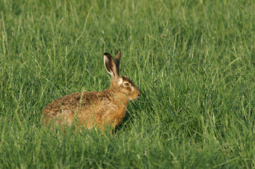 A portrait of an European Hare in a fresh green meadow
