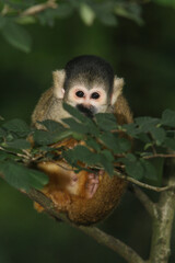 Portrait of a curious Squirrel Monkey in a tree looking at the photographer
