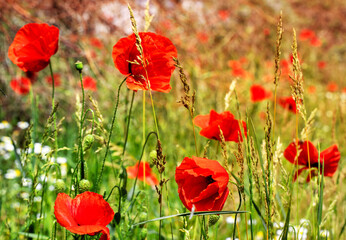 Obraz premium Field of wild red poppies against the blue sky.
