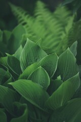 Hostas leaves and bokeh ferns leaves, green nature leaves background, garden image.