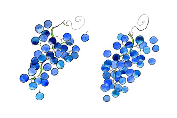 Bunches of blue grapes.Hand drawn Illustration in watercolor isolated on a white background