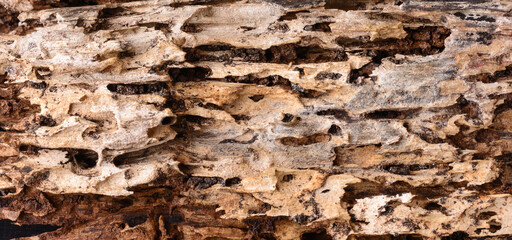 abstract background of old weathered rotten tree trunk, wallpaper or backdrop of decayed wood, closeup