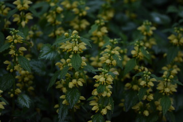 Yellow archangel blooming, Lamium galeobdolon 'Florentinum' flowers, vintage flowers background.