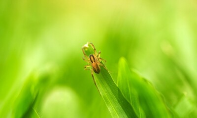 Green Background Very Cool