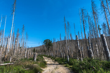Trees in the German low mountain range Harz which are destroyed by bark beetles.
