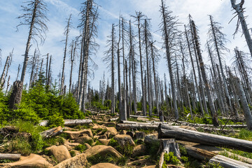 Trees in the German low mountain range Harz which were destroyed by bark beetles.