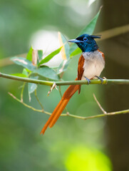 indian paradise flycatcher Bird Photo