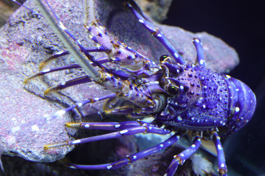 Close up Spiny Lobster, Panulinus Versiolor