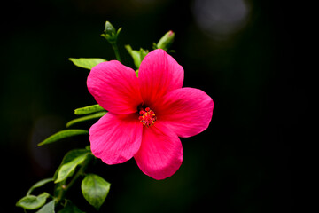 Close up of Hibiscus rosa-sinensis, known colloquially as Chinese hibiscus is widely grown as an ornamental plant in the tropics and subtropics.