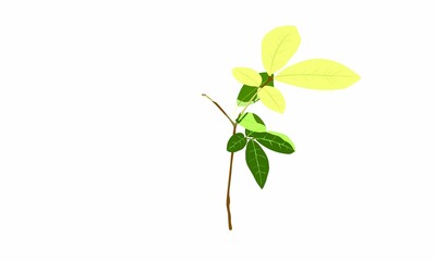 Vector illustration. Citrus fruit plants exposed to sunlight.