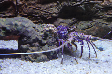Close up Spiny Lobster, Panulinus Versiolor