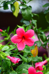 Naklejka premium Close up of Hibiscus rosa-sinensis, known colloquially as Chinese hibiscus is widely grown as an ornamental plant in the tropics and subtropics.