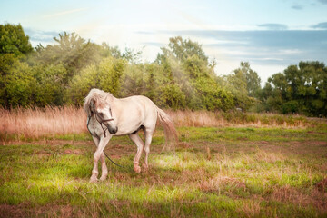 A white horse grazes in a meadow at sunset. Image in retro style.