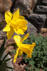 Yellow Daffodils in the sunshine