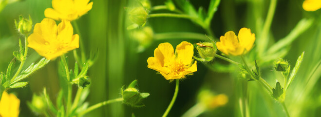 Obraz premium Blooming yellow buttercup flowers in a meadow or field close-up. Ranunculus acris on the lawn in the park in summer. Banner. Selective focus 