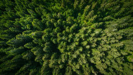 Naklejka na ściany i meble Aerial top view of summer green trees in the forest. Forest from a bird's eye view. Drone photo.
