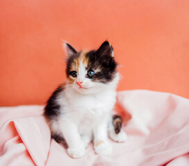 A spotted cat is playing on a pink background. A curious little kitten sitting on a pink blanket and looking at the camera.A pet.