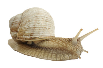Garden snail on a white background, slow clam.