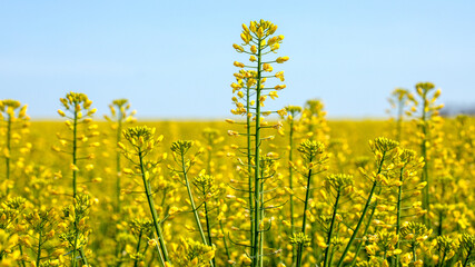 Obraz premium Canola flower field with bright yellow flowers against a blue sky